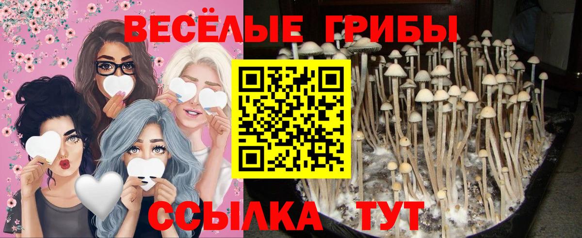 Сатка  Псилоцибиновые грибы мухоморы  Вход с VPN  наркошоп  Псилоцибиновые грибы Psilocybe 